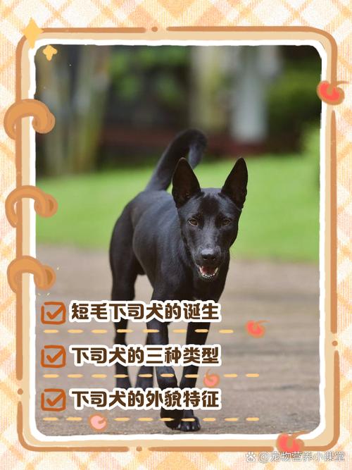 2025年正版资料免费大全和中国下司犬外网爆火与中国下司犬介绍