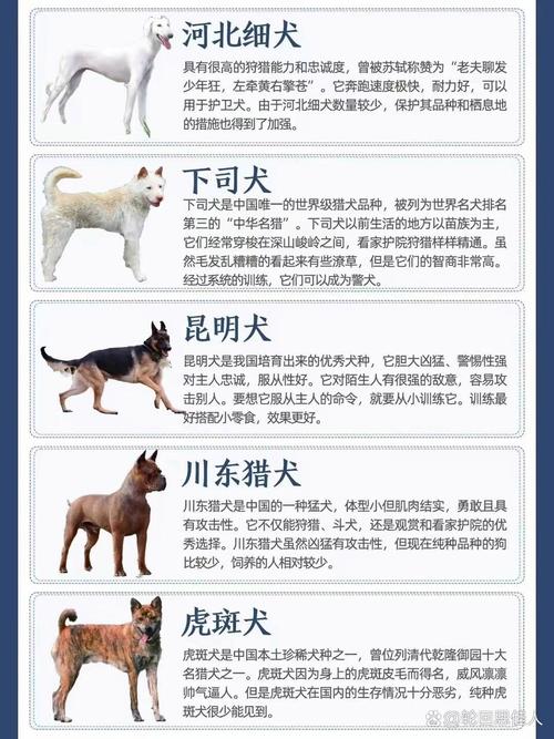 九点半9点半澳彩资料和中国下司犬外网爆火与中国下司犬介绍