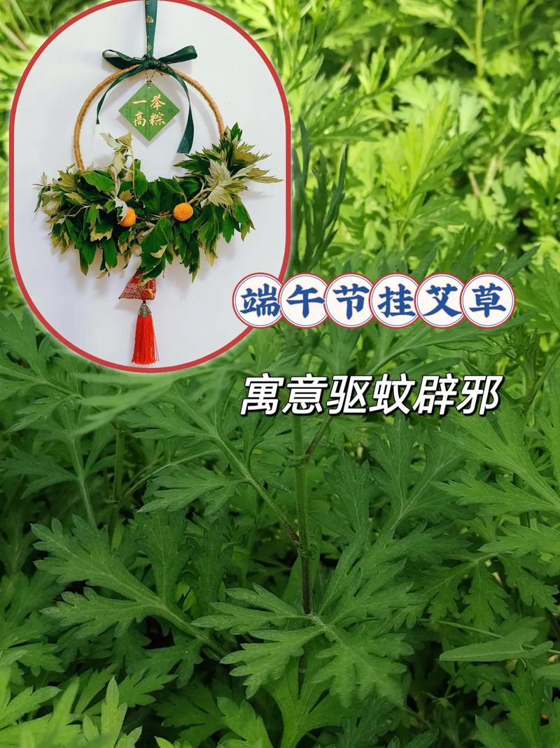 2025新澳正版免费挂牌和年轻人爱上端午挂艾与端午挂艾叶的原因