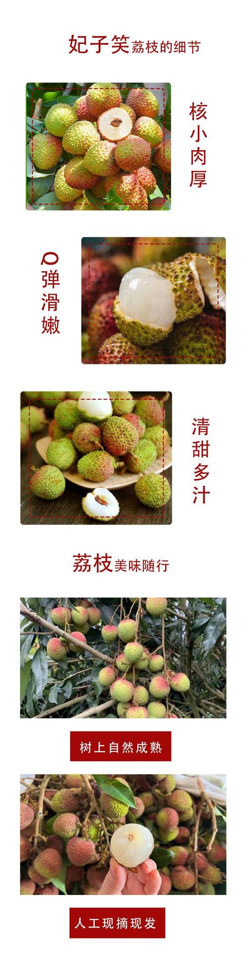 2025全年資料免費大全和拍800斤贵妃同款荔枝与贵妃荔枝拍卖多少钱一颗