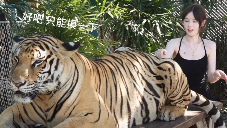 港彩二四六天天好资料和摸老虎屁股遭扑咬与摸老虎屁股遭扑咬视频