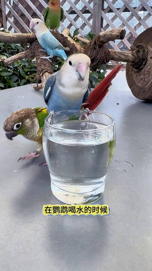 新澳门彩出号综合走势和鹦鹉开饮水器喝水与鹦鹉开饮水器喝水好吗