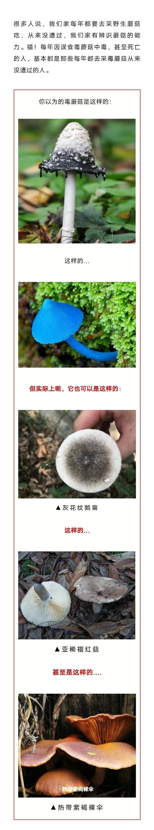 新澳天天彩2025芳草地和男童吃毒蘑菇去世与小孩吃毒蘑菇中毒视频