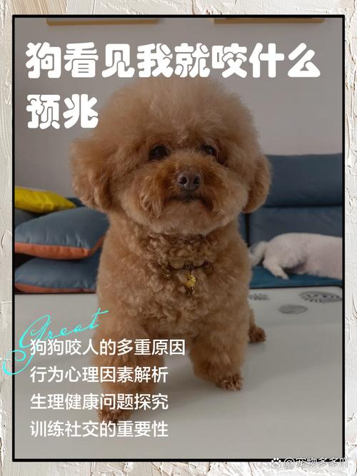 澳门研究生一码资料,和狗闯村民家咬伤女童与村里的狗咬人,应该找谁解决